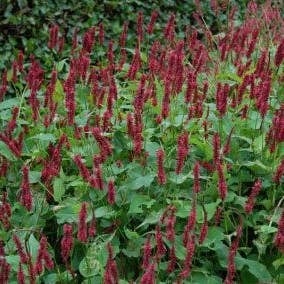 Duizendknoop (Persicaria 'Blackfield') D 9 H 10 cm