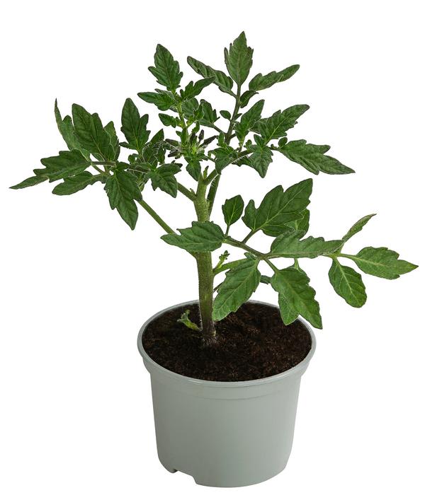 Tomate 'Harzfeuer'