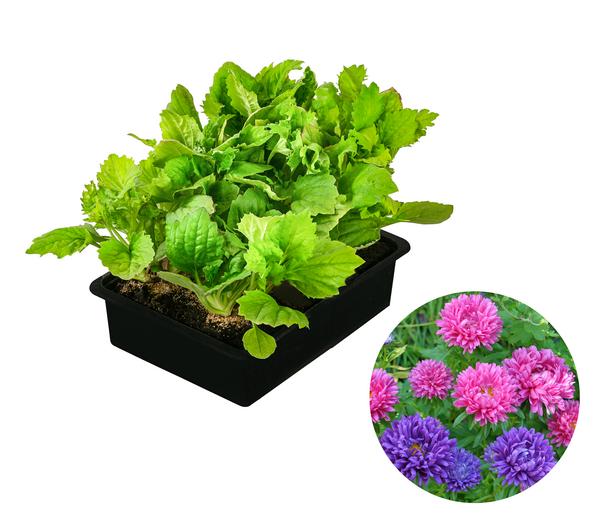 Hohe Sommeraster, verschiedene Farben, 6er