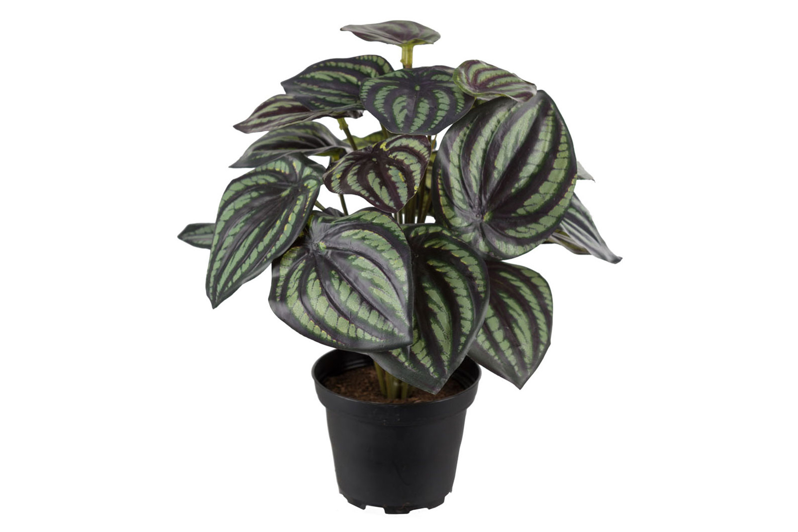 Peperomia potteplante Grønn. H25 cm