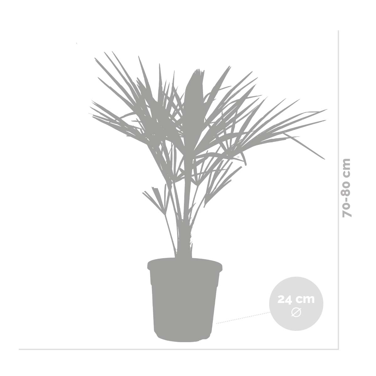 Trachycarpus Fortunei - Chinese waaierpalm - Palm - Winterhard - ⌀24 cm - ↕70-80 cm
