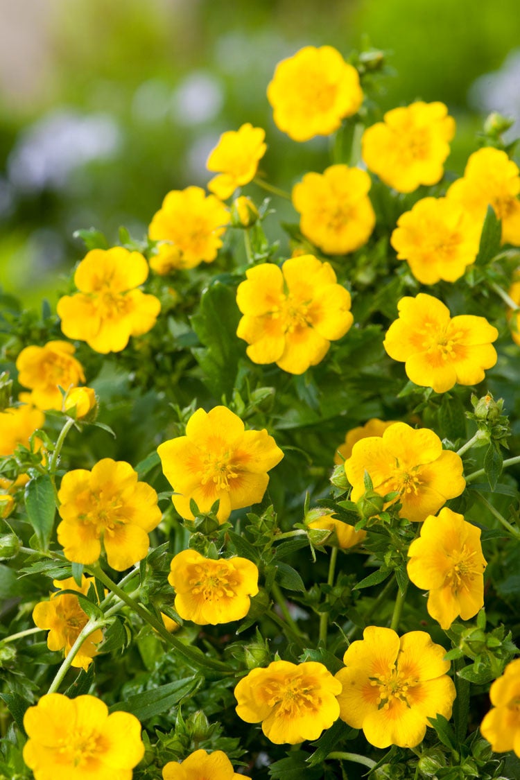 Ganzerik (Potentilla aurea 'Senior') D 9 H 15 cm
