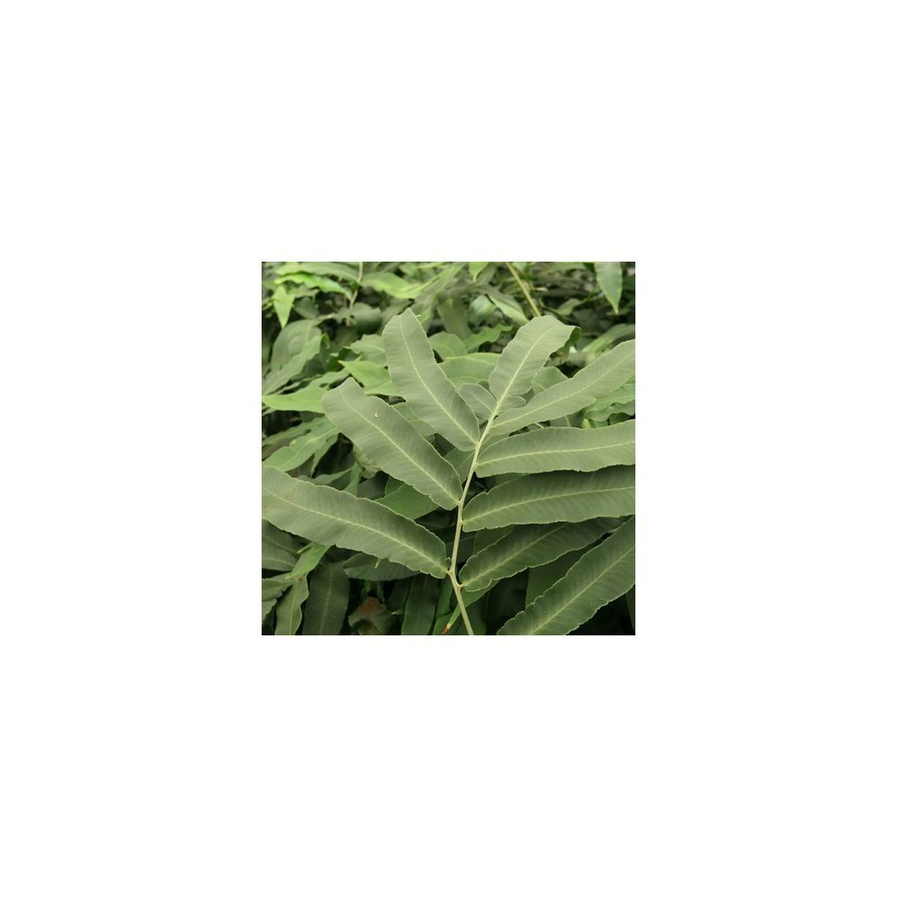Fougère du japon sieboldii/dryopteris sieboldii[-]godet - 5/20 cm