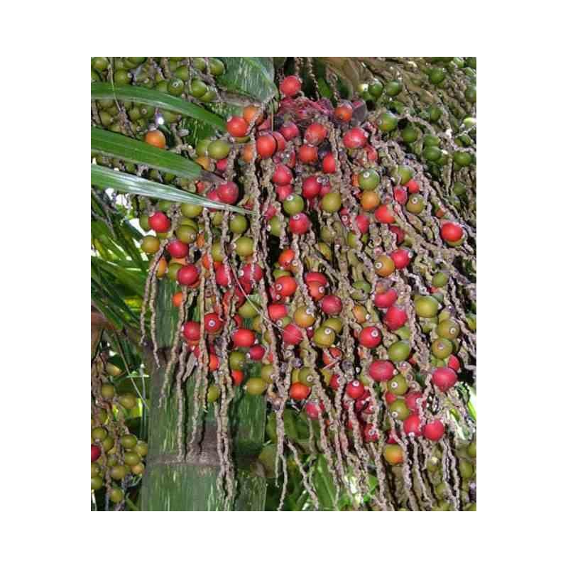 Chambeyronia macrocarpa rouge - taille pot de 140l - 200/250cm