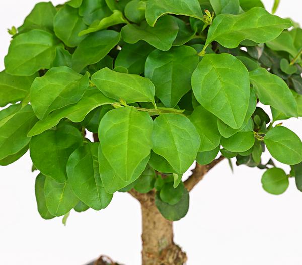 Bonsai Chinesischer Liguster - Ligustrum