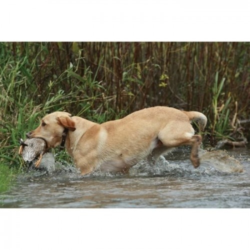 Coleira de treinamento Sportdog 700m para cães