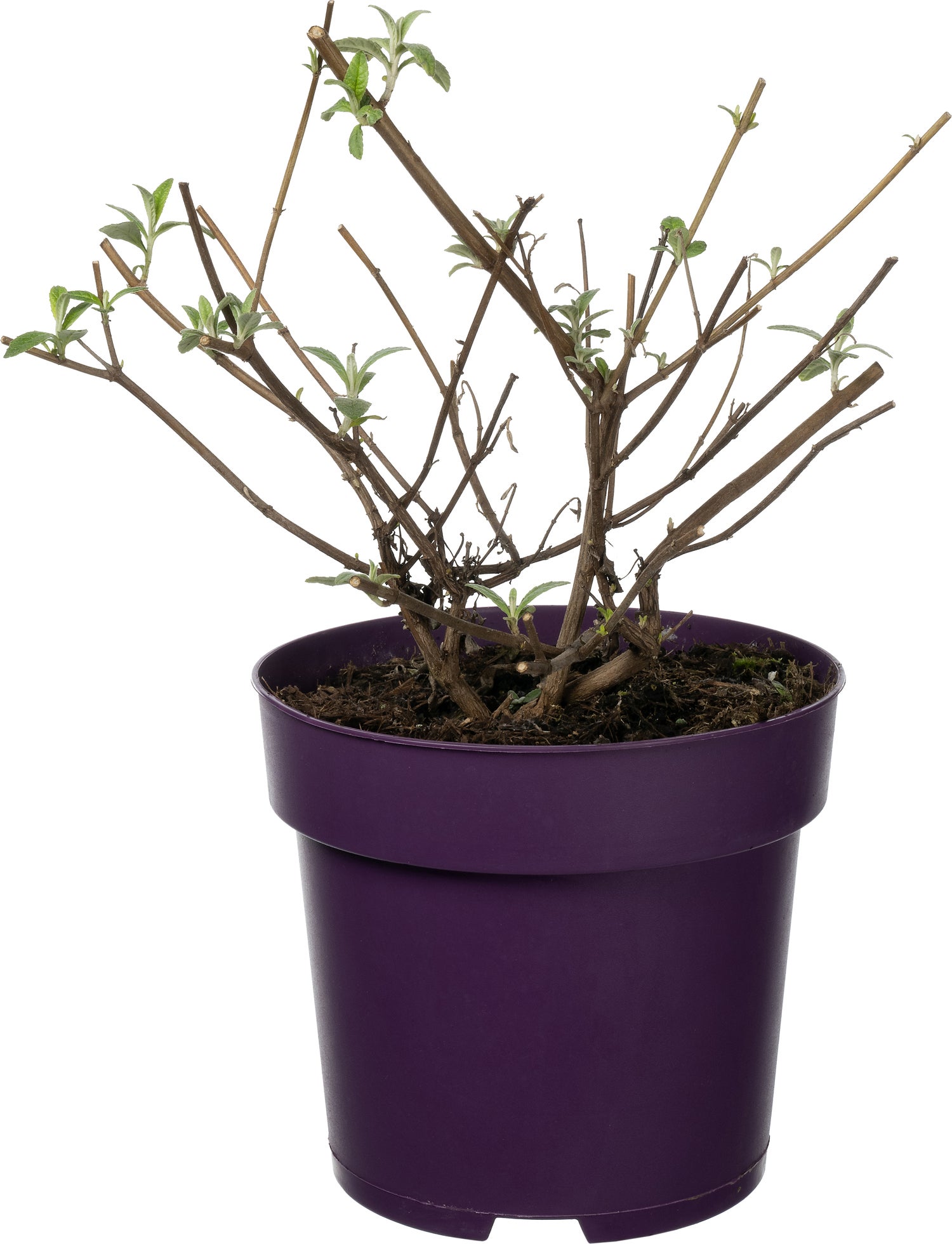 Vlinderstruik (Buddleja 'Berries and Cream') D 17 H 30 cm