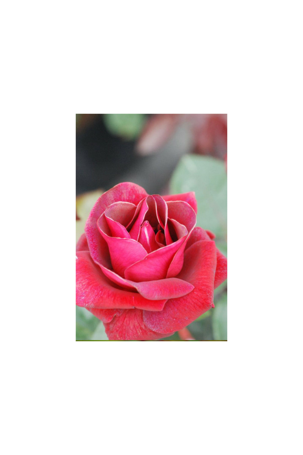 Rosier'le grand huit' ? - 5l