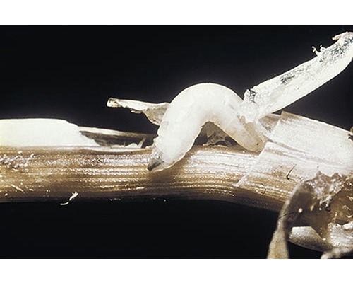 Bestelset Neudorff nuttige insecten tegen plagen zoals bladluizen, wolluizen, trips, spintmijten, witte vlieg, spintmijten, rouwmuggen, snuitkevers, molkrekels, langpootmuggen, 1 bestelbon voor een grondoppervlak tot 10 m²