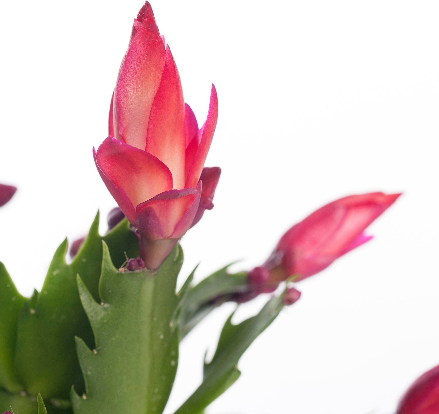 Lidcactus (Schlumbergera) rood D 9 H 25 cm