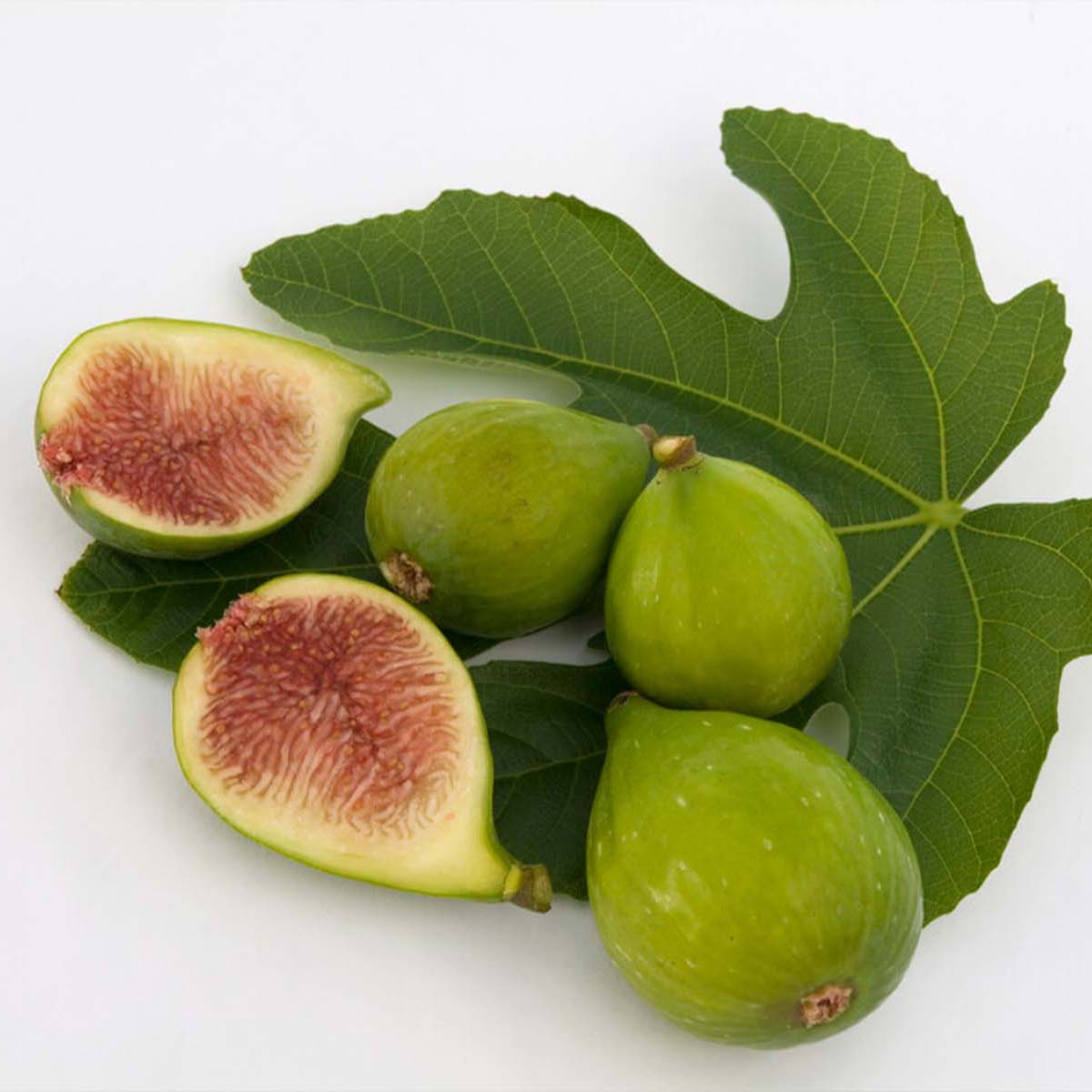 Ficus Carica – Vijgenboom – Fruitboom – Winterhard – ⌀17 cm – ↕60-70 cm