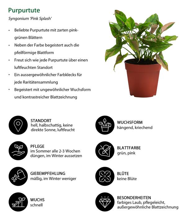 Zimmerpflanzen-Set Gute Laune, 4-teilig