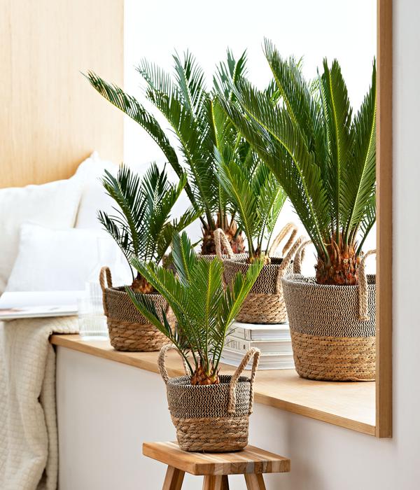 Sagopalmfarn - Cycas revoluta