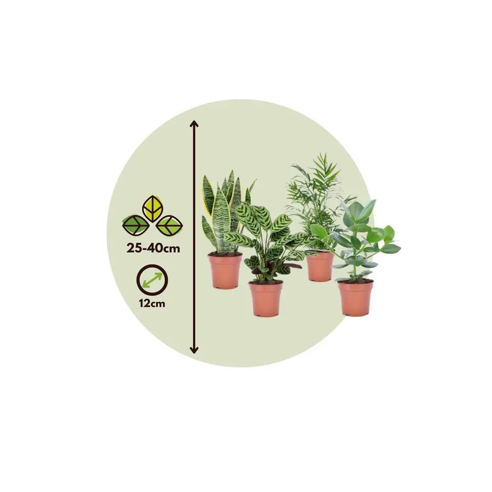 Gemakkelijke kamerplanten - Set van 4 - Hoogte 25-40cm - ⌀12cm