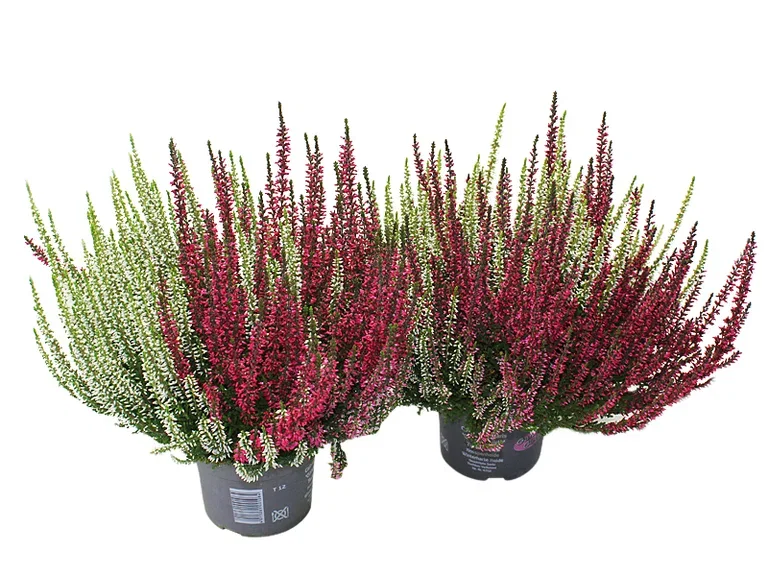 Calluna vulgaris (Garden Girls Series) Røsslyng 'Garden Girls Twin' Ø12 cm
