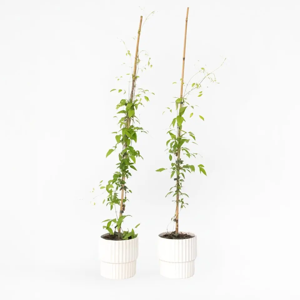 Bosrank - 2 stuks - Clematis 'The President' - Hoogte 100-120cm - ⌀17cm