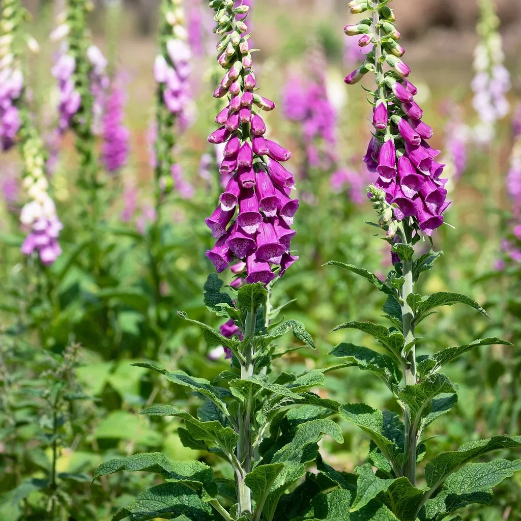 Digitalis purpurea 'Dalmatian Purple' Revebjelle  'Dalmatian Purple' Ø11 cm