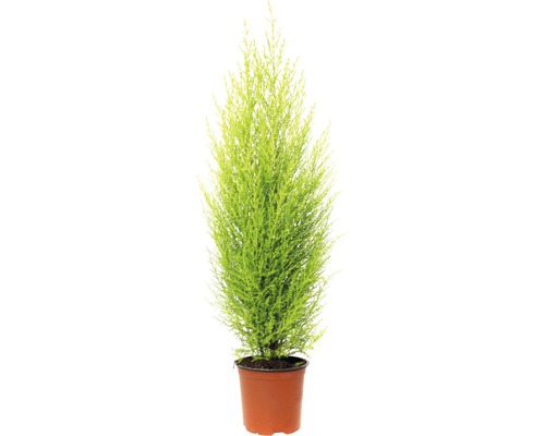 Kamercipres FloraSelf Cupressus macrocarpa 'Goldcrest Wilma' H ca. 50 cm Ø 14 cm pot geelgroen en geurende naalden
