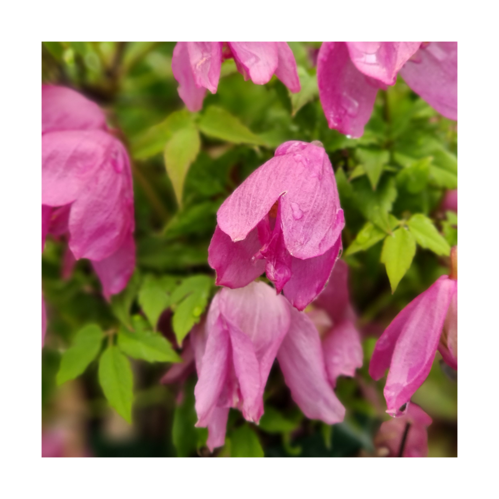 Clématite alpina constance/clematis alpina constance[-]pot de 3l - echelle bambou 60/120 cm