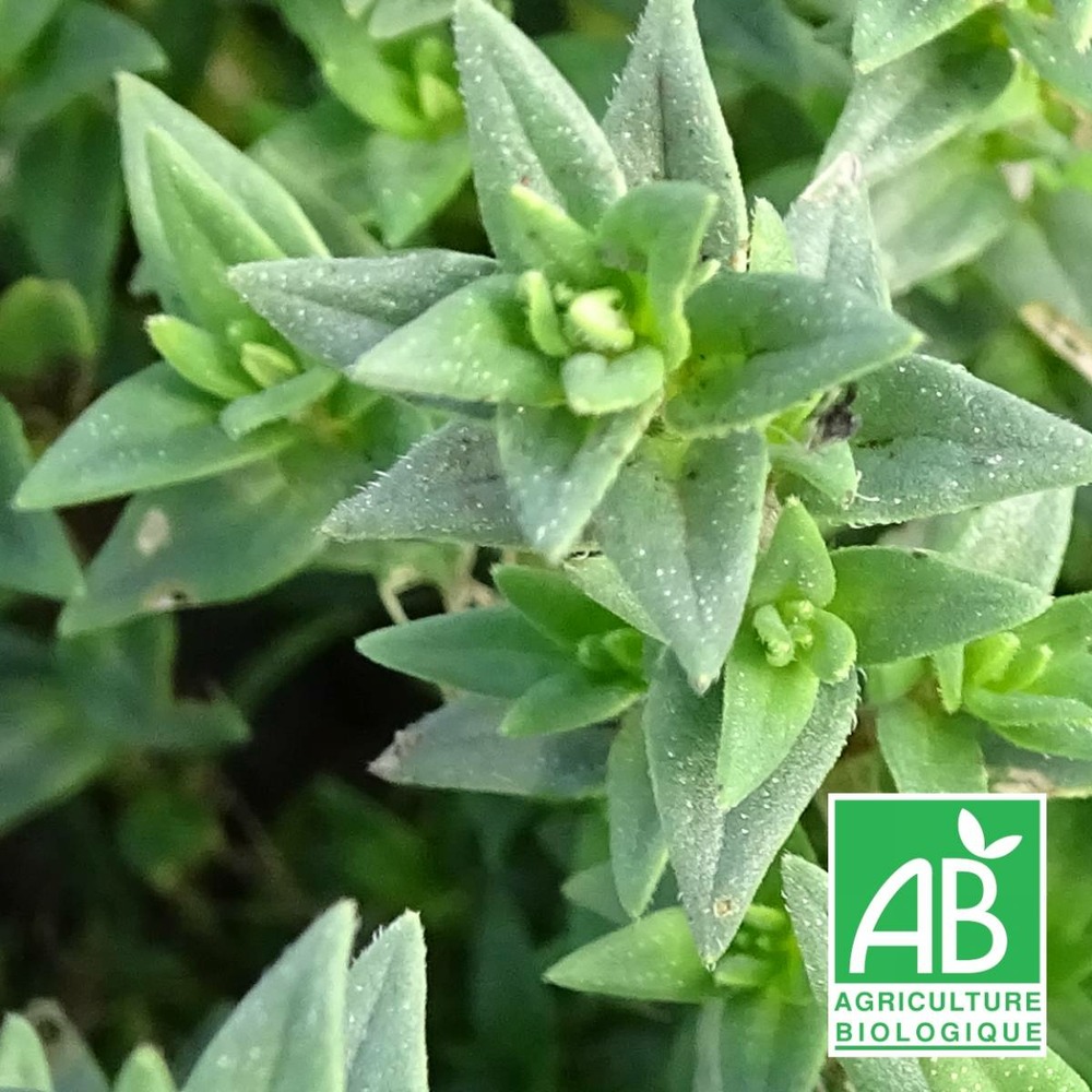 Micromérie grecque bio/micromeria graeca[-]lot de 9 godets