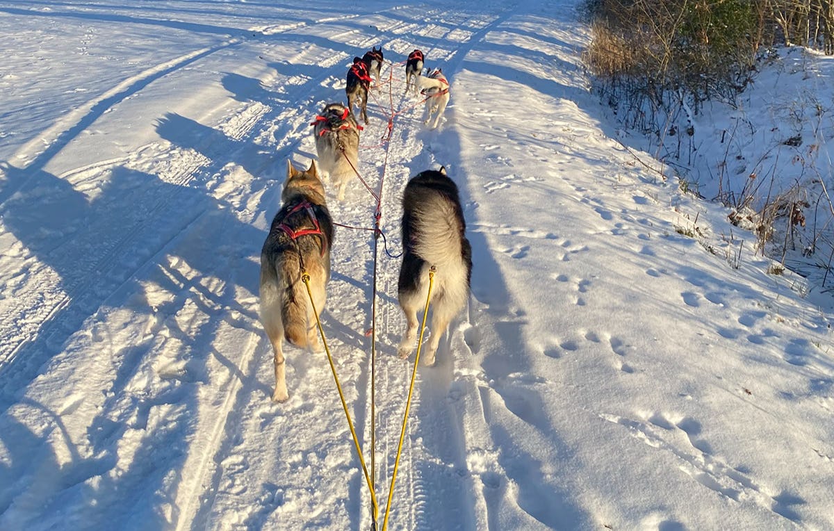Husky Workshop Neumarkt