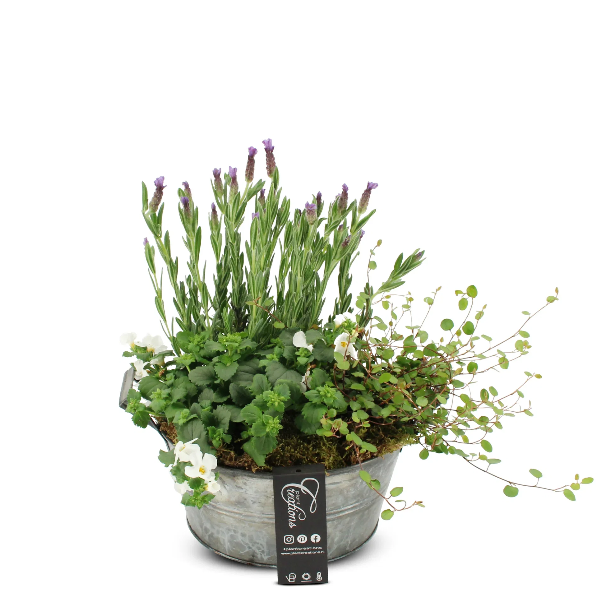 Summar dec. Lavendula/Bacopa in zink Sommerbeplantning med lavendel i sinkskål Høyde 22 cm