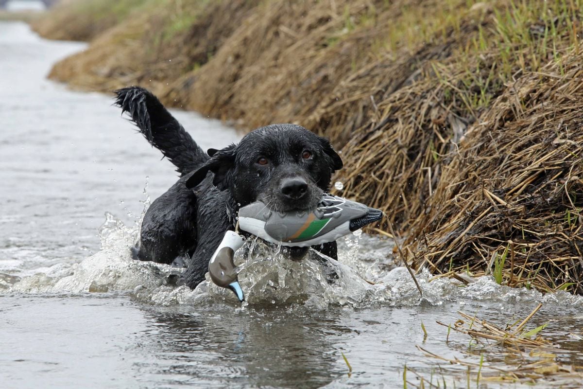 Kjøp ASD Dog Training Tool EZ-Bird Pintail fra Hekta På Tur