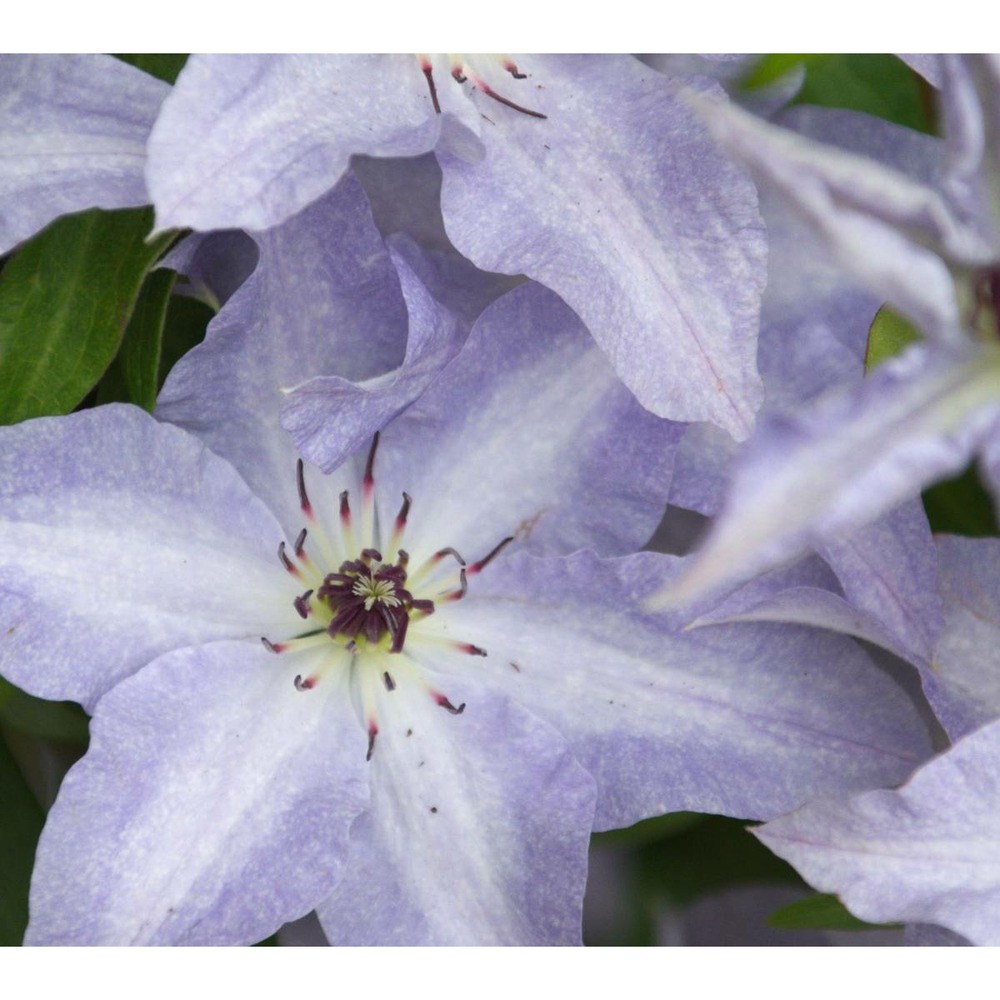 Clématite myosotis® 'zo08159'/clematis myosotis® 'zo08159'[-]pot de 2l