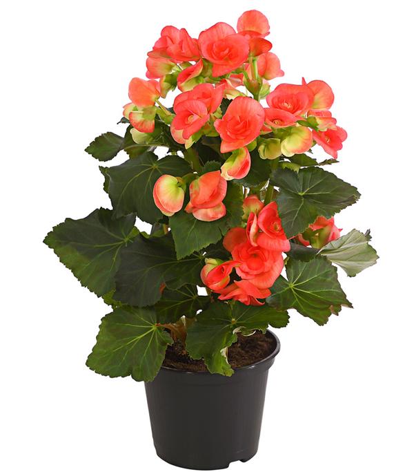 Elatior-Begonie - Begonia elatior