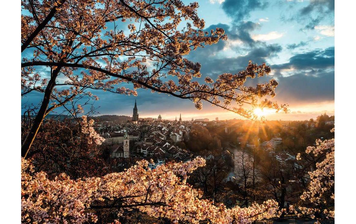 Puzzle Kirschblüten in BernKlassisches Puzzle