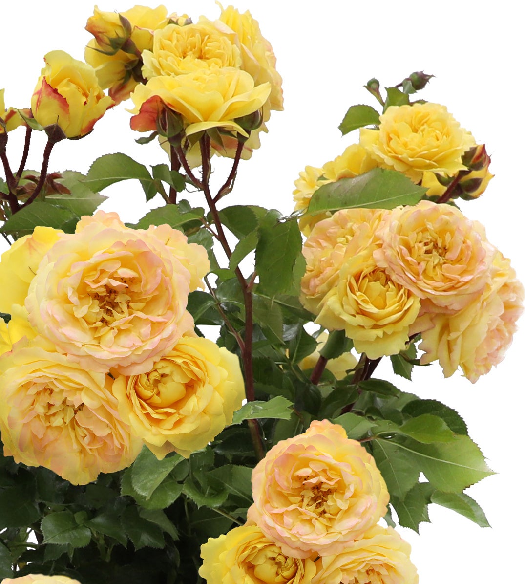 Struikroos (Rosa 'Lampion') D 19 H 10 cm
