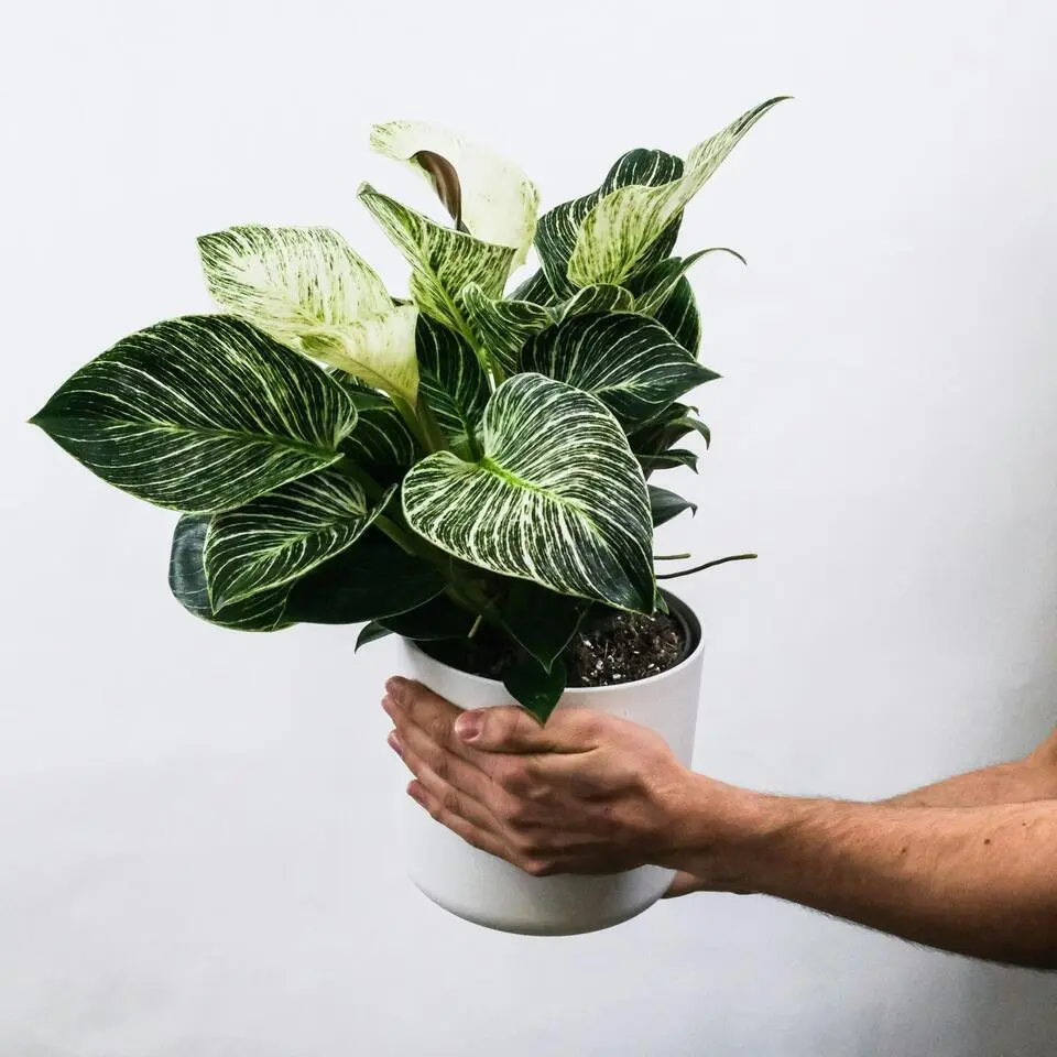 Zebraplant - Set van 4 - Aphelandra squarrosa - Hoogte 25-45cm - ⌀13cm