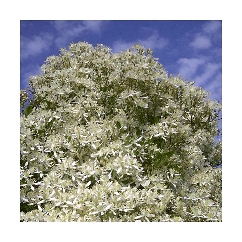 Clématite flammula/clematis flammula[-]pot de 1,5l - tuteur bambou 30/60 cm