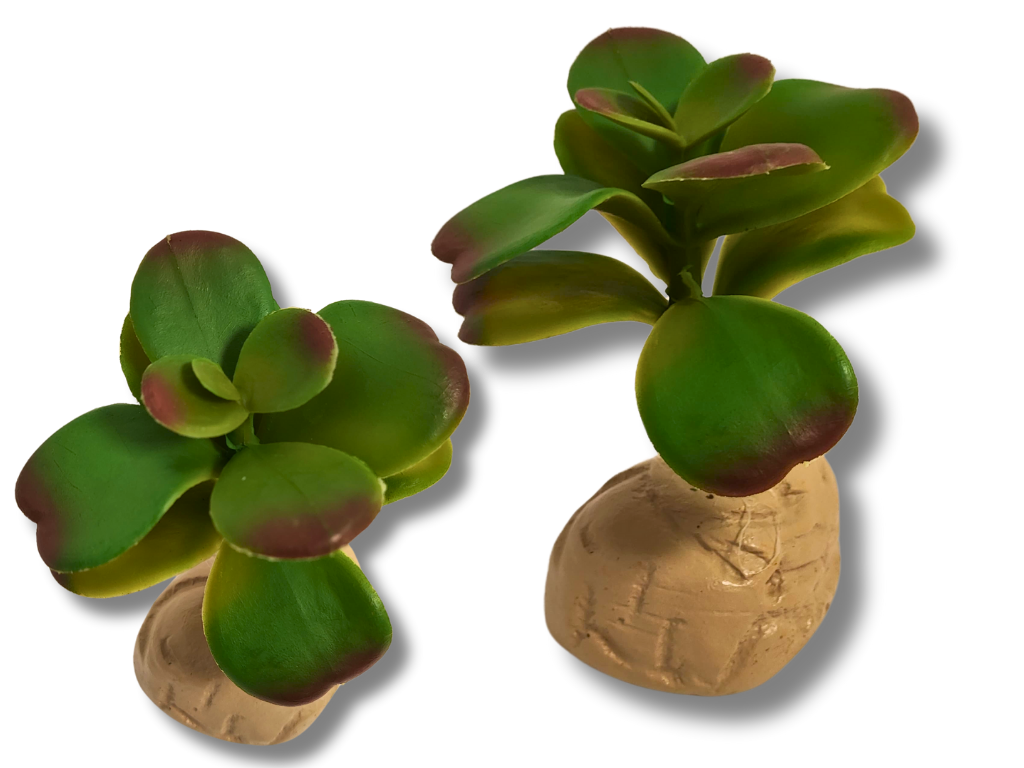 Planta Ovata para decoração de terrário