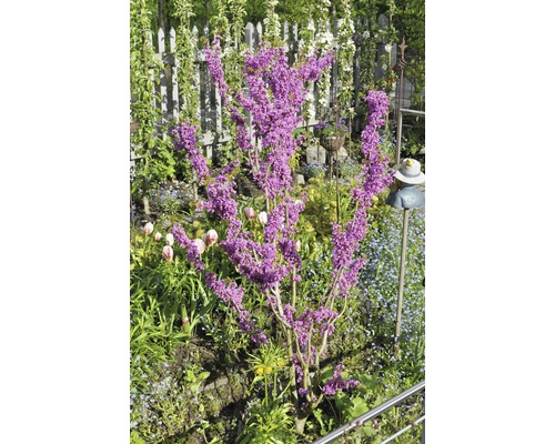 Chinese Judasboom Cercis chinensis 'Avondale' H 60-80 cm Co 7.5 L