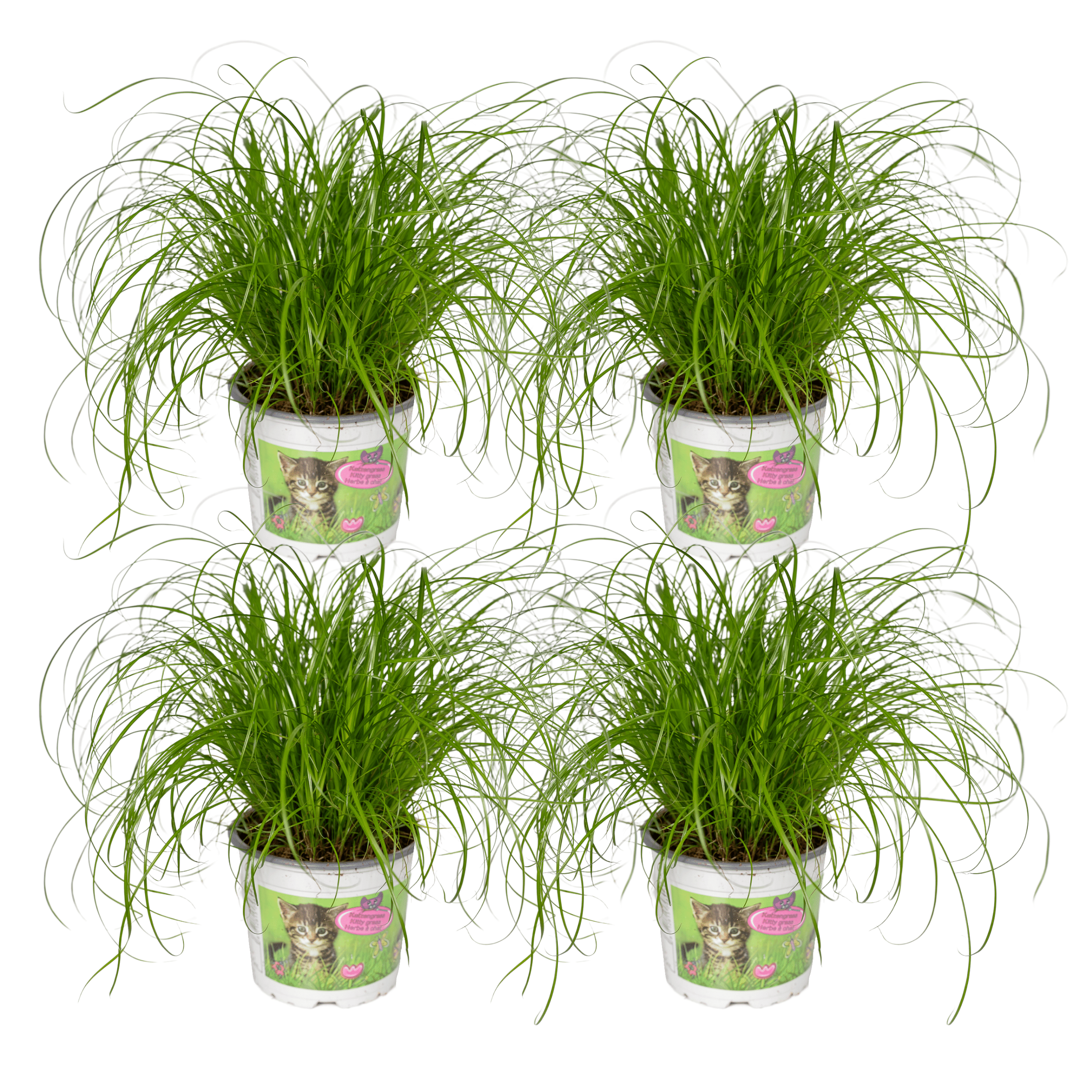 Plante d'intérieur - herbe à chat - lot de 4 plantes - coffret cadeau 20.0cm
