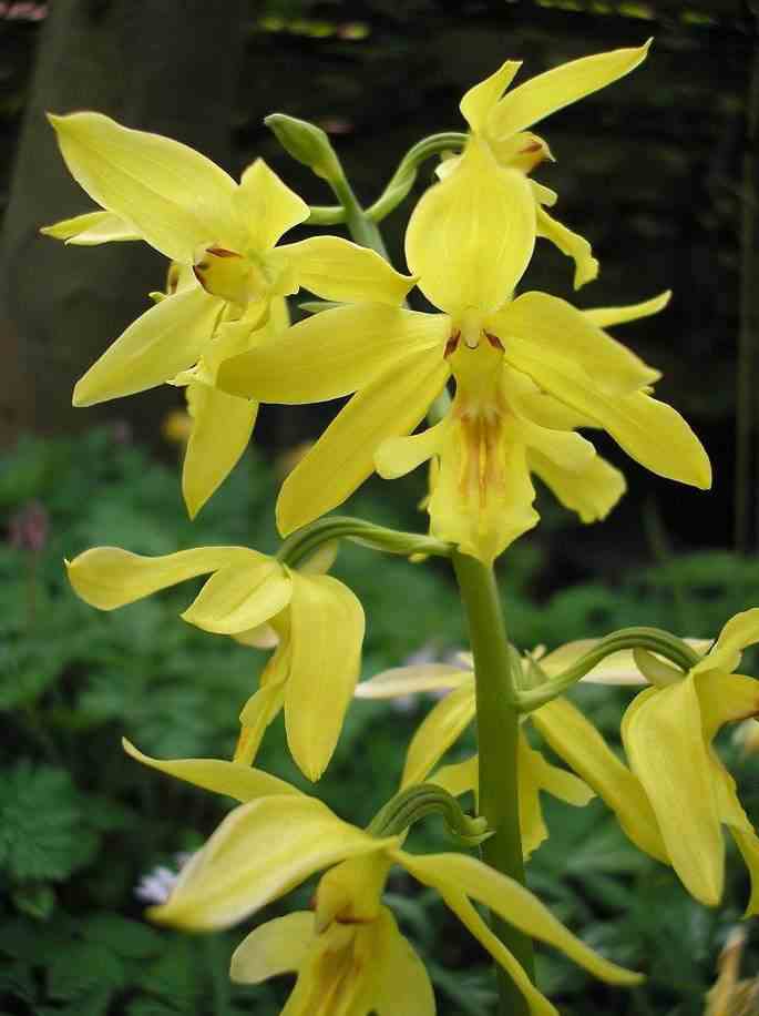 Calanthe sieboldiana jaune - taille pot de 1 litre - 0/60 cm