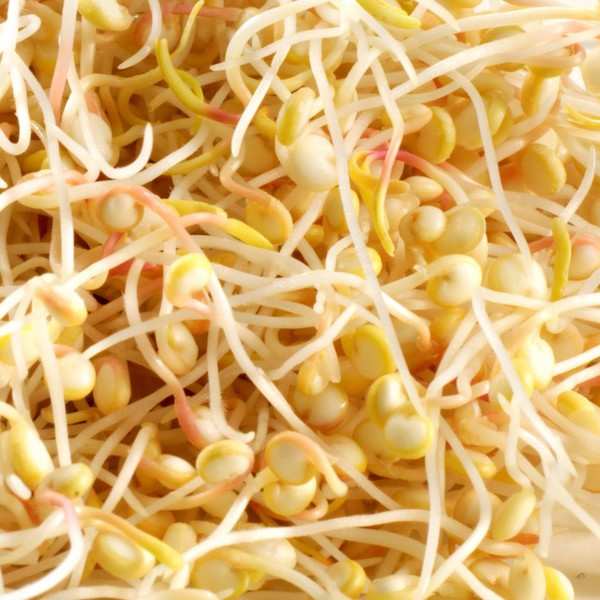 Quinoa bio - Graines à germer