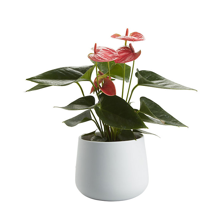 Langue de feu, pot en céramique 12cm