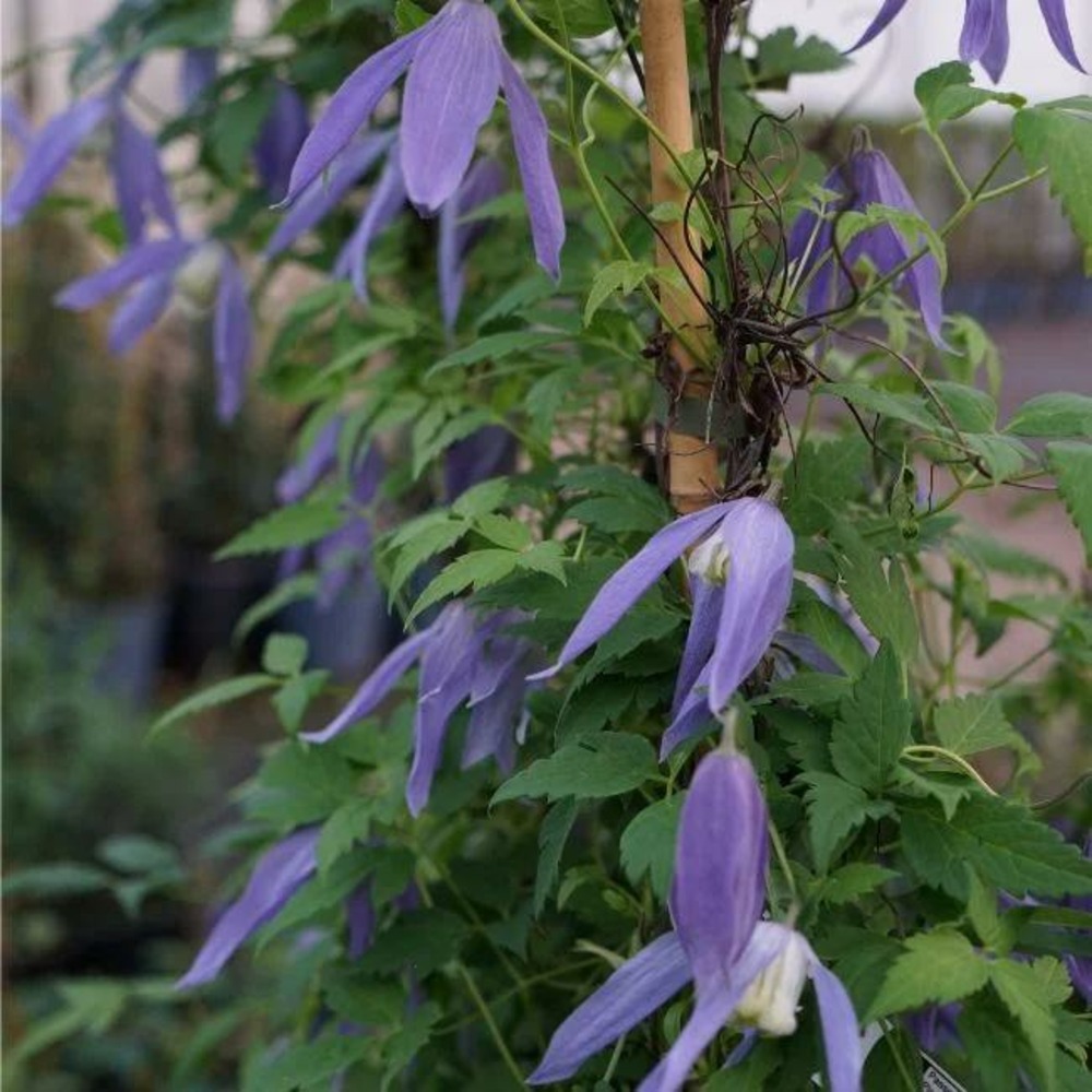 Clématite des alpes - clematis alpina 3l