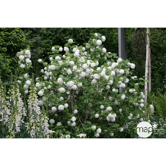 Viburnum opulus ' Roseum ' : ctr 5 litres