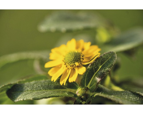 Atztekengold FloraSelf Sanvitalia hybrid 'Talya Great Yellow' Ø 12 cm pot