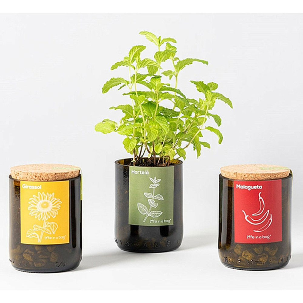 Kit bouteille prêt à pousser menthe