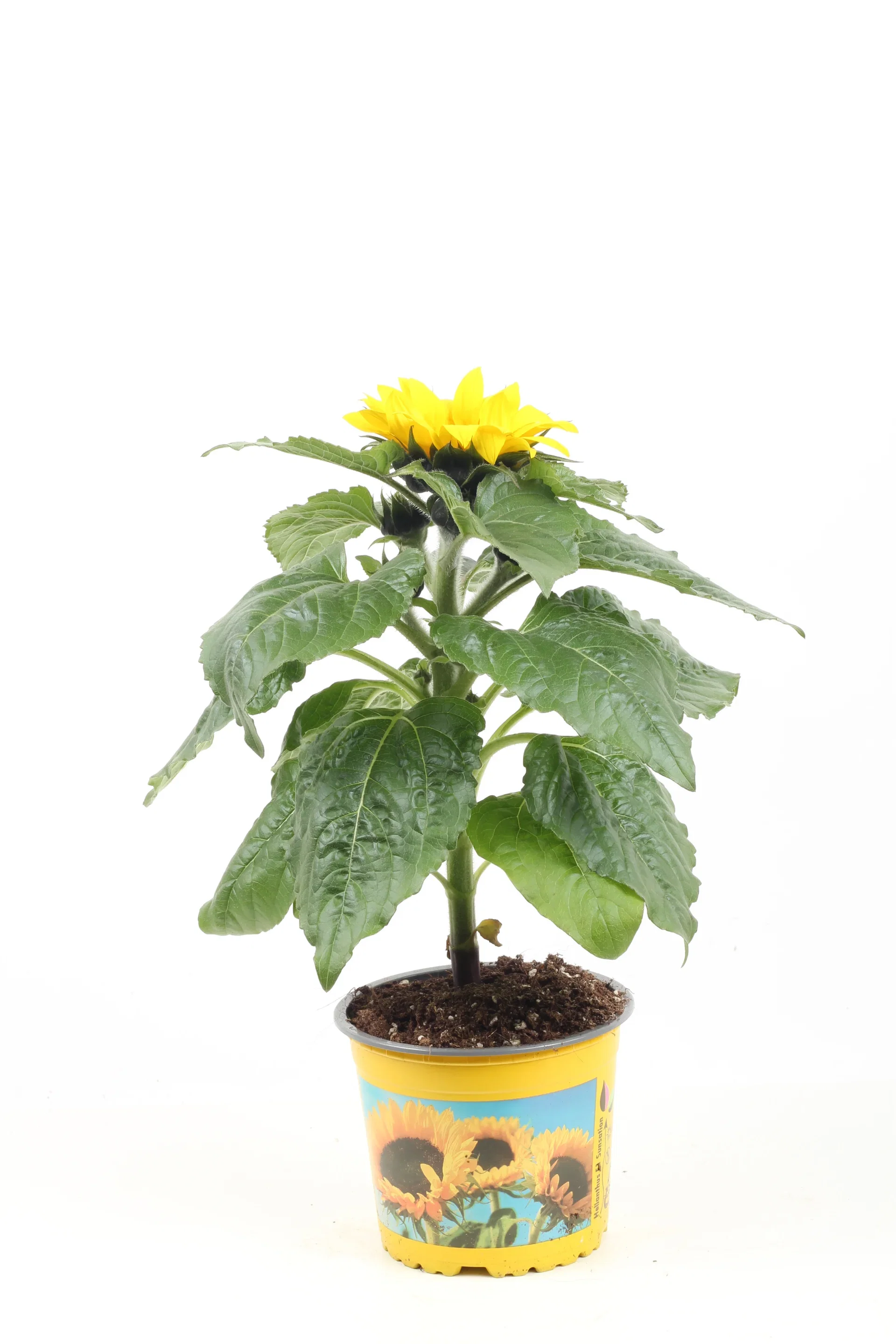 Helianthus 'Sunsation' 13 cm Solsikke 'Sunsation' Ø13 cm