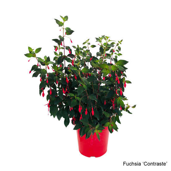 Fuchsia fleuri, variété variable : 7 Litres