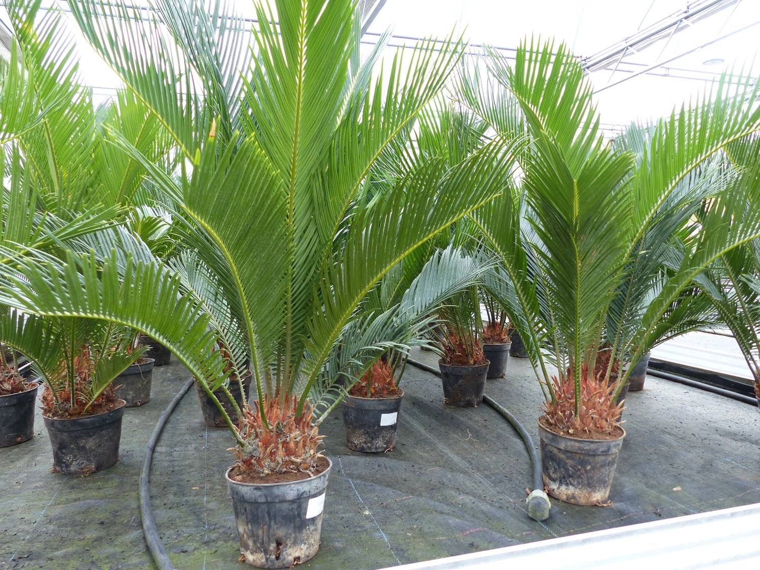 Cycas Revoluta 80 cm Sagopalm, binnen + buiten