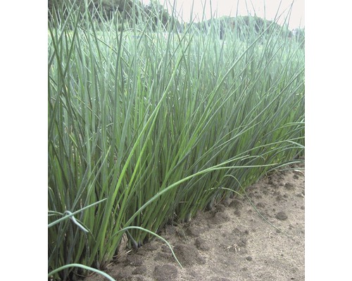 Chives FloraSelf Allium schoenoprasum 'Staro' 6-pack