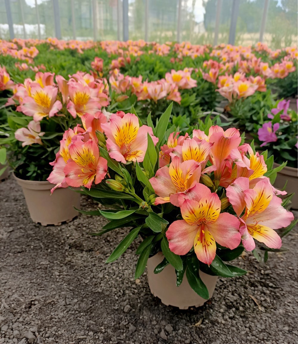 Winterharte Alstromeria Incalys® 'Salmon', im 12 cm XL-Topf