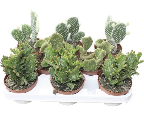Opuntia Mix FloraSelf H ca. 15-20 cm Ø 10,5 cm pot willekeurige soortselectie