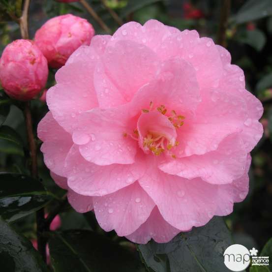 Camellia 'Spring Festival' : H 40/50 cm, ctr 3 Litres